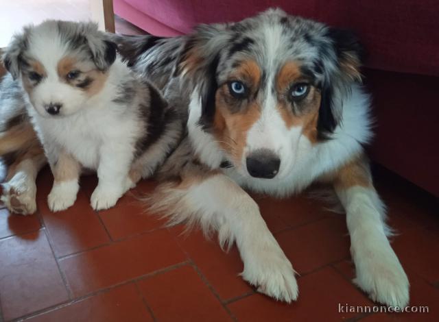 Chiots Berger Australien urgent