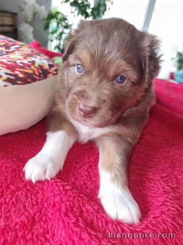 chiots Berger Australien disponibles