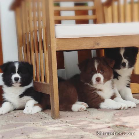 Chiots Border Collie Ages de 3 Mois