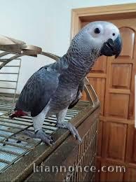 All are parrots are well trained and come with extra food on re-h