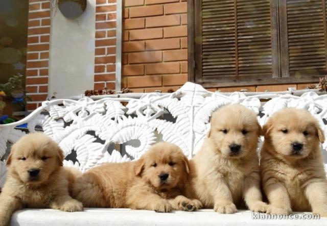 Chiots d’apparence Retrievers 