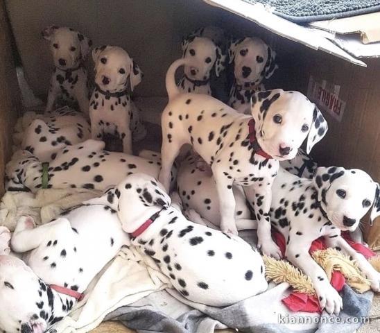 Chiots d’apparence dalmatiens  