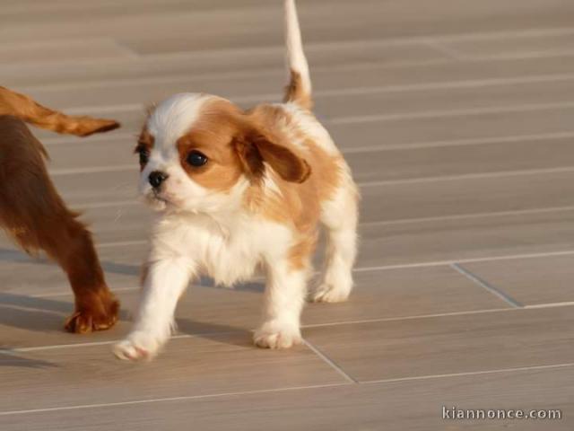 Chiots Cavalier King Charles Offre