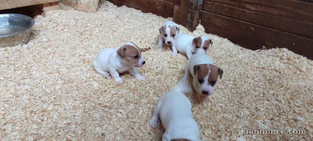 Chiots Jack Russell Terrier J Offre