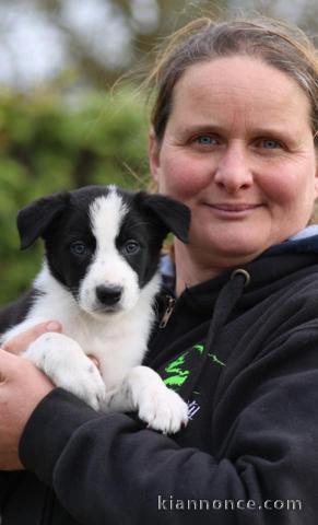 Chiots Border Collie Adoption