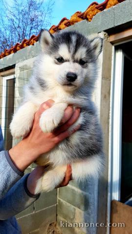 Chiots Husky Siberien