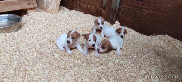 Chiots Jack Russell Terrier J Offre
