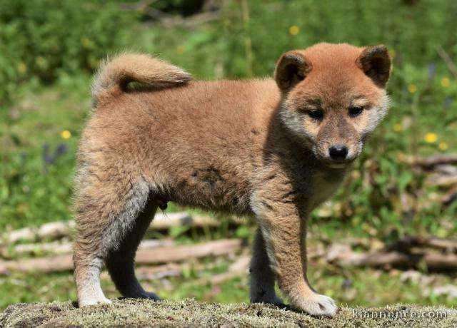 Magnifique chiots type Shiba