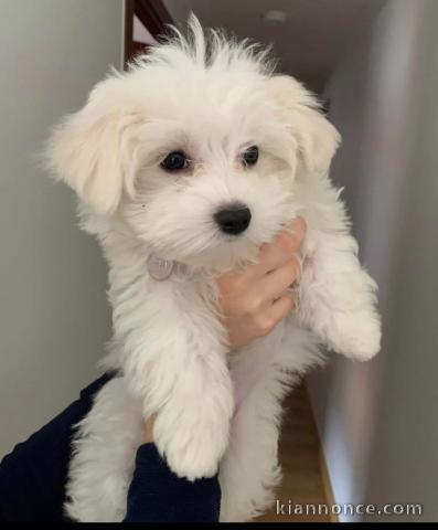 Chiots bichon maltais a donner 