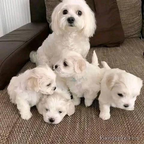 Chiots bichon maltais a donner 