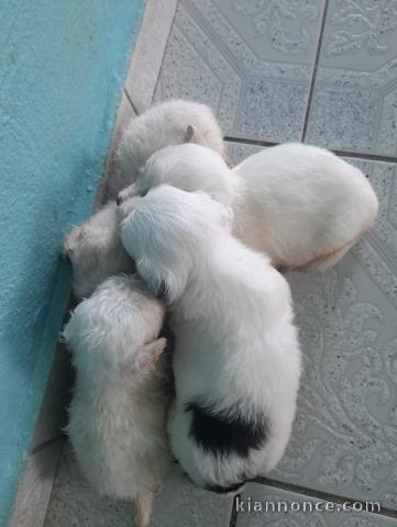  CHIOTS BICHONS Mâles