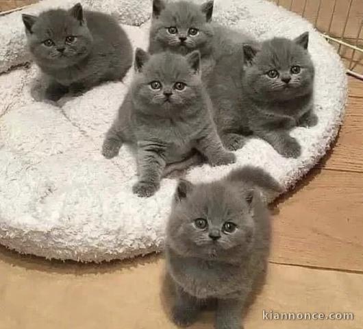 Superbes chatons Ragdoll 