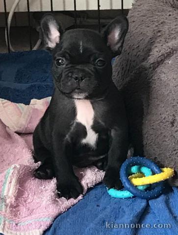 Chiots bouledogues français