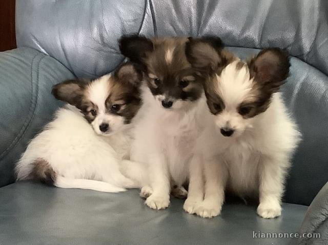 chiots epagneul nain continental (papillon)