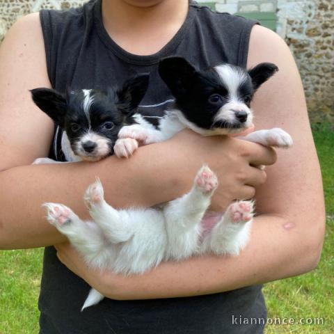 chiots epagneul nain continental (papillon)