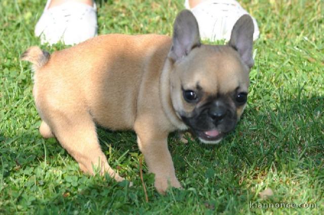 Je donnes chiot bouledogue français femelle