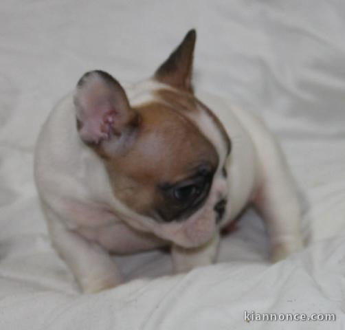 Je donnes chiot bouledogue français femelle