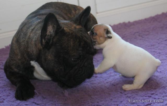 Je donnes chiot bouledogue français femelle