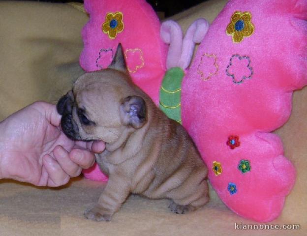 Je donnes chiot bouledogue français femelle