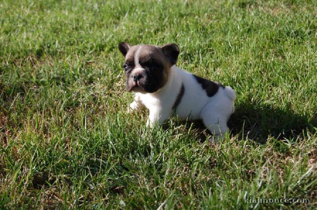 Chiot bouledogue français femelle