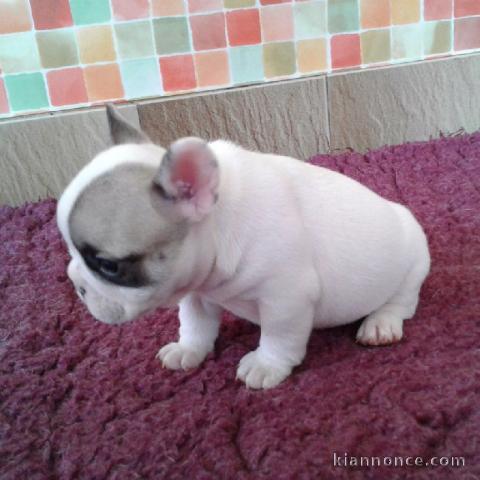 Chiot bouledogue français femelle