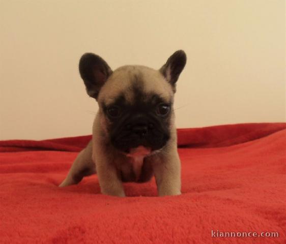 Chiot bouledogue français femelle