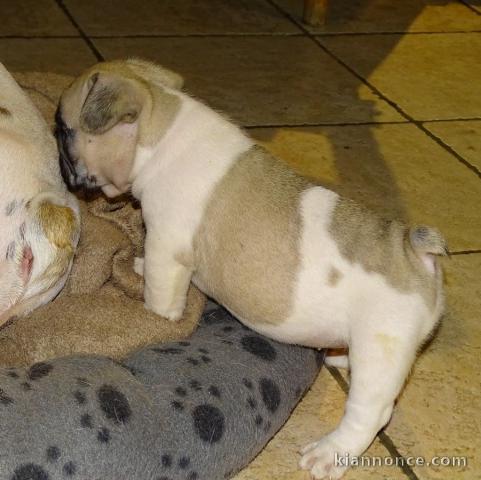 Chiot bouledogue français femelle