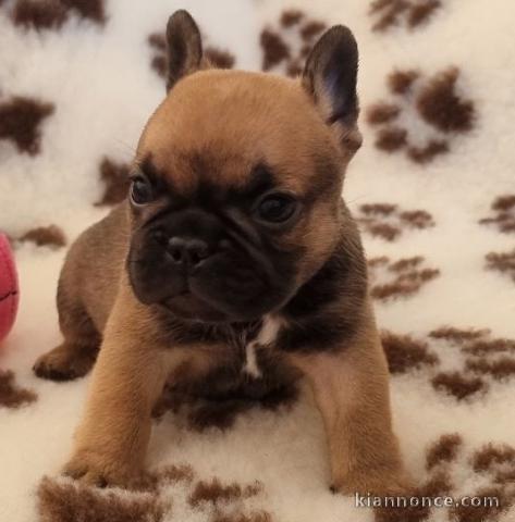 Chiot bouledogue français femelle