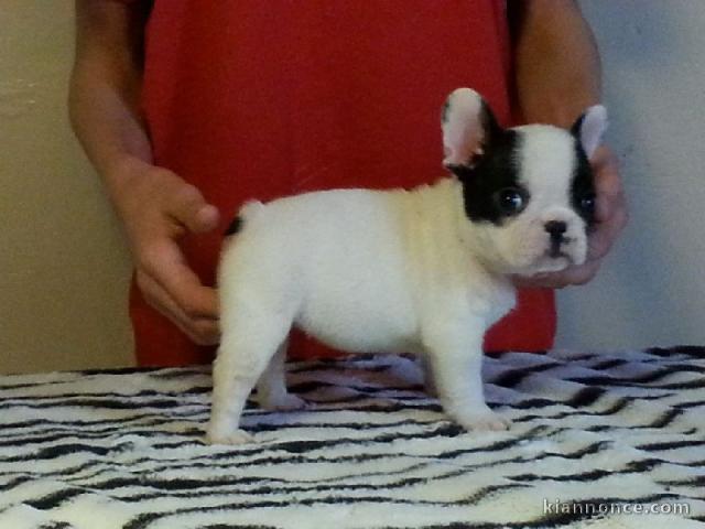 Chiot bouledogue français femelle