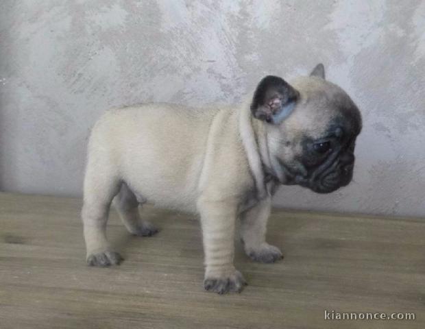 Chiot bouledogue français femelle