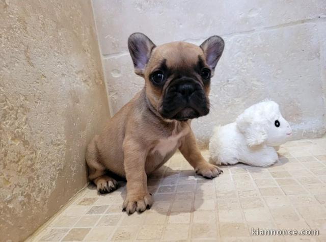 Chiot bouledogue français femelle