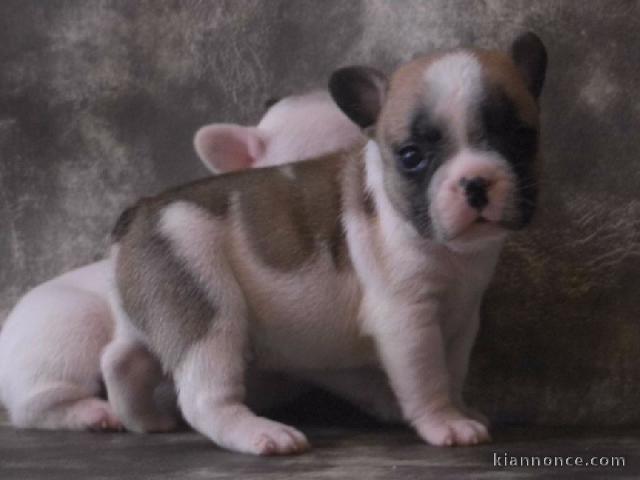 Chiot bouledogue français femelle