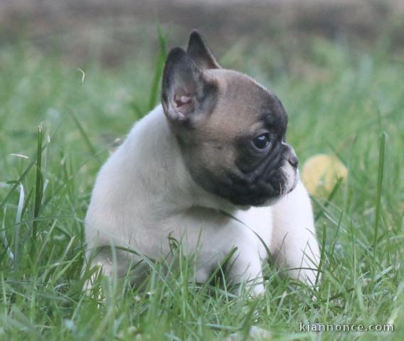 Chiot bouledogue français femelle