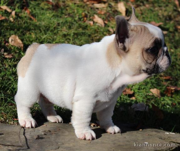 Chiot bouledogue français femelle