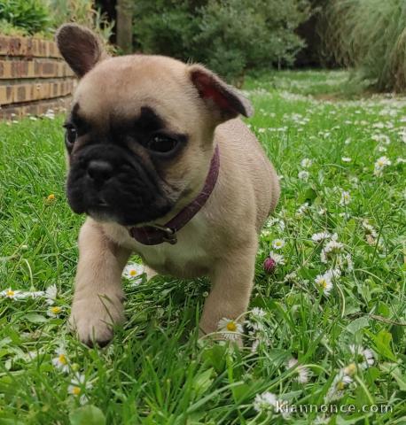 Chiot bouledogue français femelle