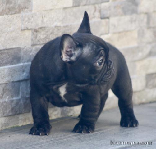 Chiot bouledogue français femelle