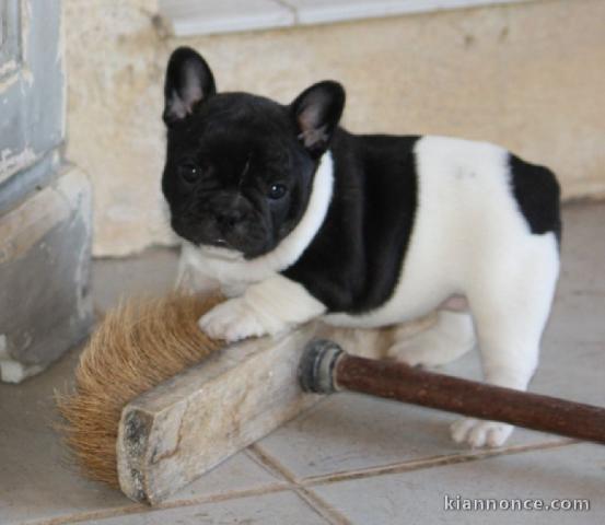 Chiot bouledogue français femelle