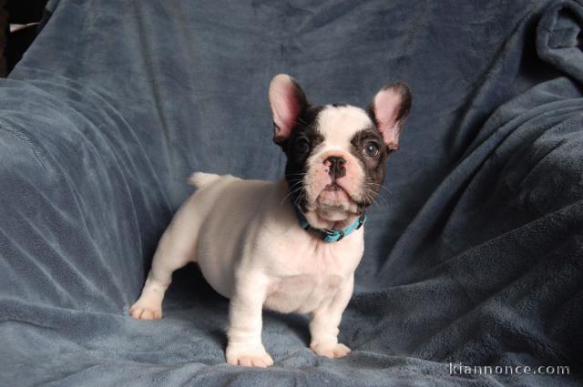 Chiot bouledogue français femelle