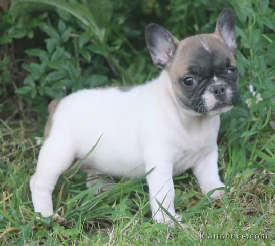 Chiot bouledogue français femelle