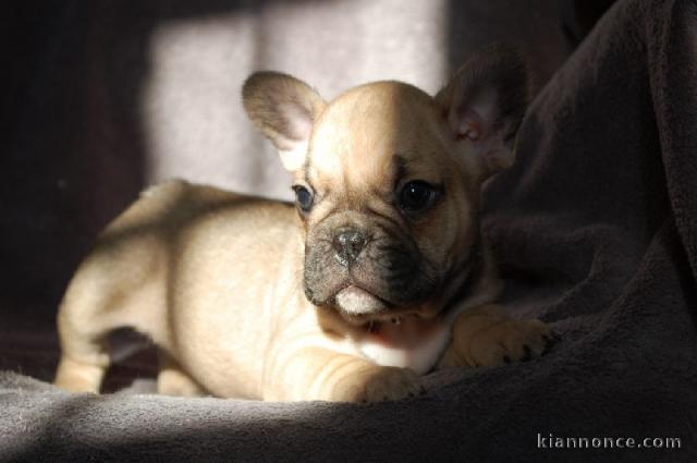 Chiot bouledogue français femelle