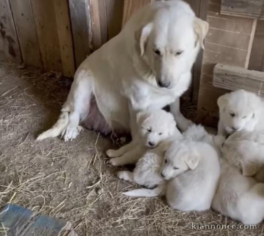 Chiots d’apparence Goldens  retrievers 