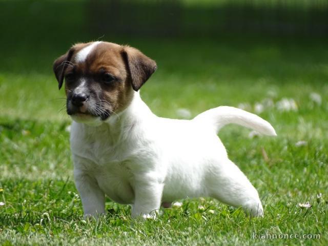 Chiot jack russell lof a donner