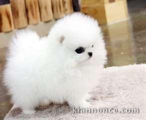 chiot Spitz pomeranian  a donner