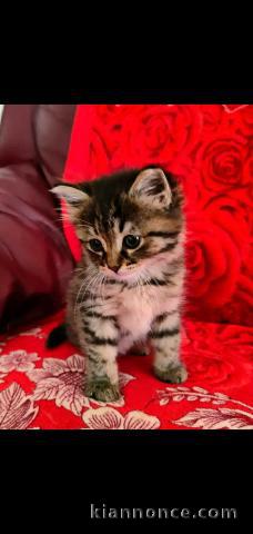 Magnifique chaton Bengal en adoption