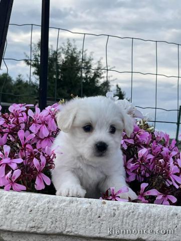 chiot Coton de Tulear a donner 