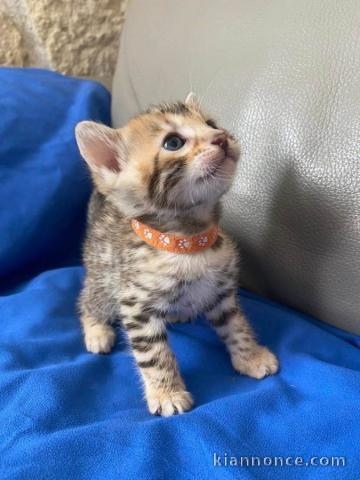 Magnifiques chatons Bengal 