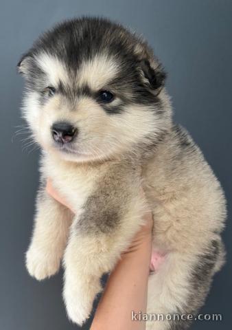 Adorables petit chiots malamutes très magnifiques 