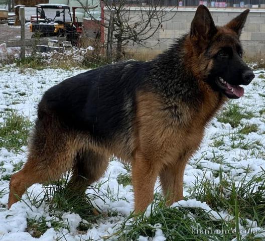 Magnifique petit chiots bergers allemand à adopter très adorables