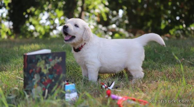 chiots golden retriever lof a donner