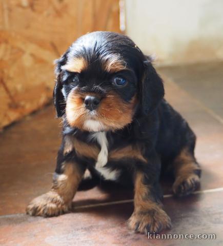 magnifiquee chiot cavalier king charles à adopter